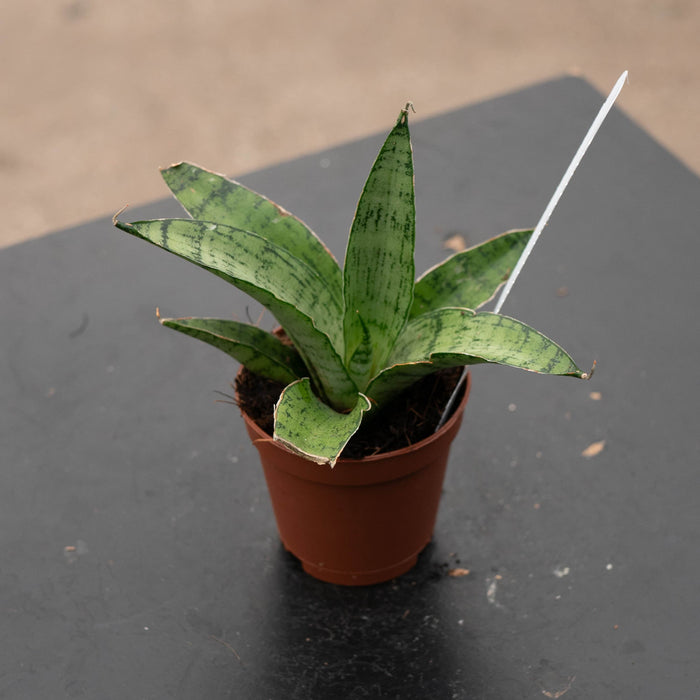Gabriella Plants Sansevieria Hybrid 2" Sansevieria 'Frozen Rose'