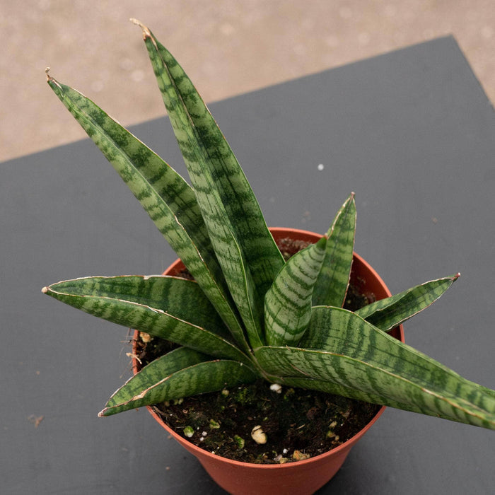 Gabriella Plants Sansevieria 4" Sansevieria 'Gojo'