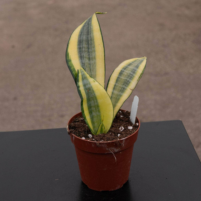 Gabriella Plants Sansevieria 4" Sansevieria 'Gold Dust'