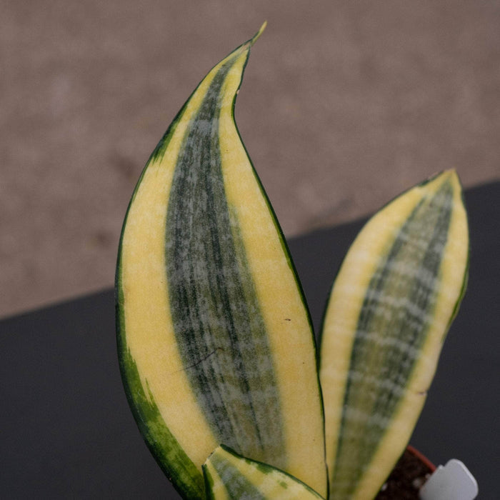 Gabriella Plants Sansevieria 4" Sansevieria 'Gold Dust'