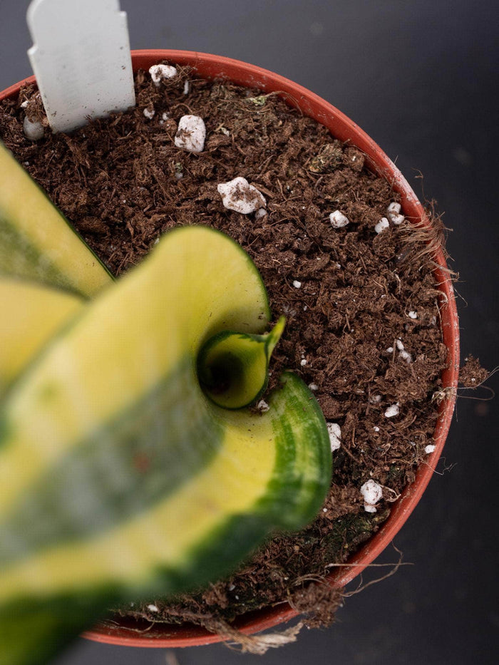 Gabriella Plants Sansevieria 4" Sansevieria 'Gold Dust'