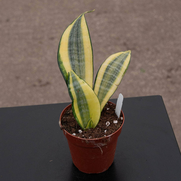 Gabriella Plants Sansevieria 4" Sansevieria 'Gold Dust'