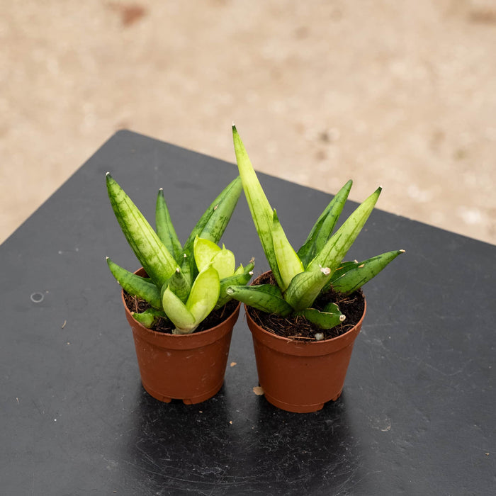 Gabriella Plants Sansevieria Hybrid 2" Sansevieria 'Golden Child'