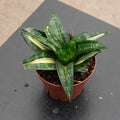 Gabriella Plants Sansevieria 4" Sansevieria 'Golden Wendy'