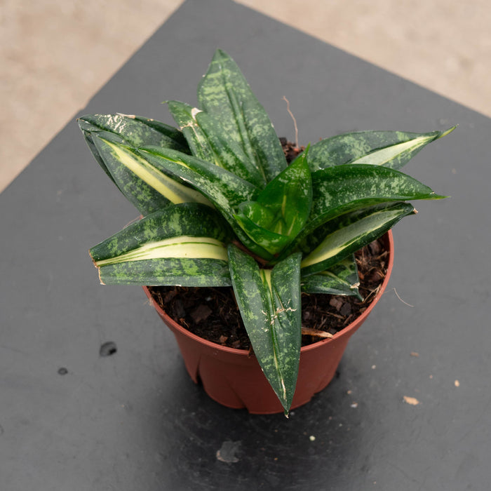 Gabriella Plants Sansevieria 4" Sansevieria 'Golden Wendy'