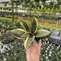 Gabriella Plants 4” Sansevieria India Hybrid #1