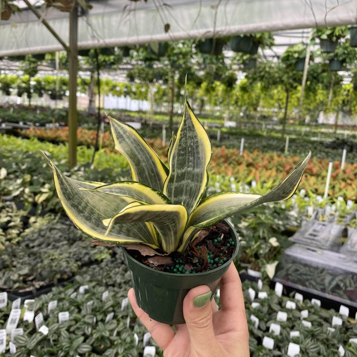 Gabriella Plants Sansevieria 4" Sansevieria India Hybrid #1