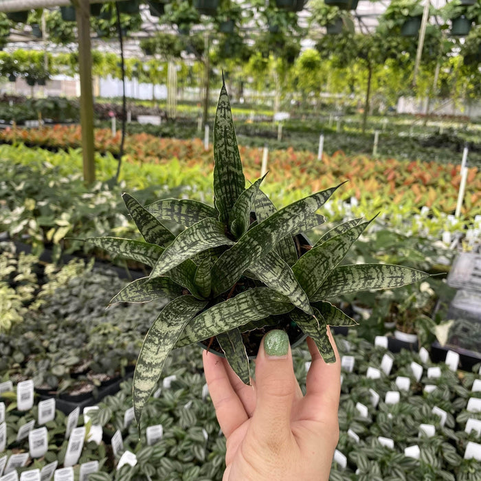 Gabriella Plants Sansevieria 4" Sansevieria India Hybrid #2