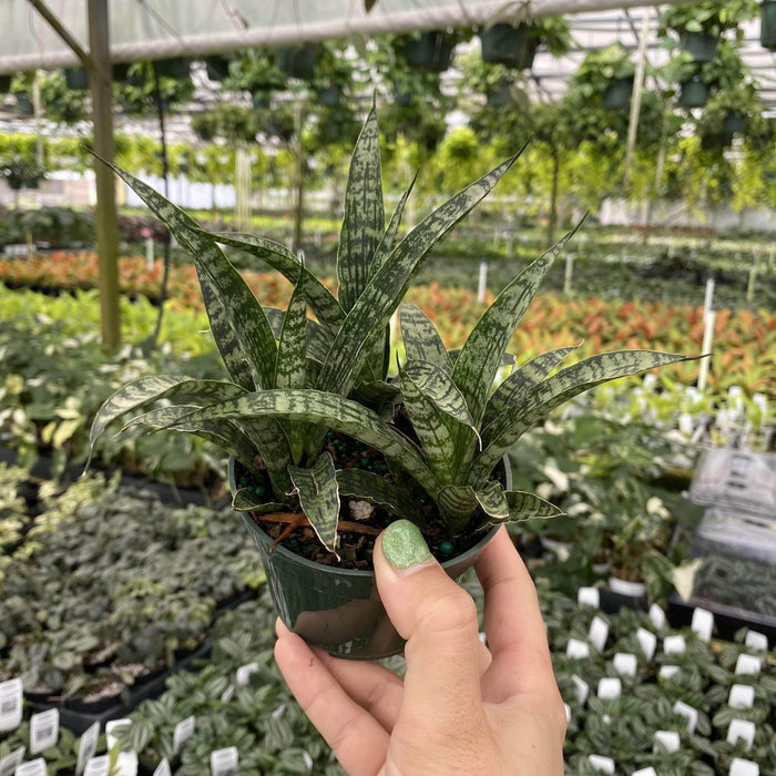 Gabriella Plants Sansevieria 4" Sansevieria India Hybrid #2