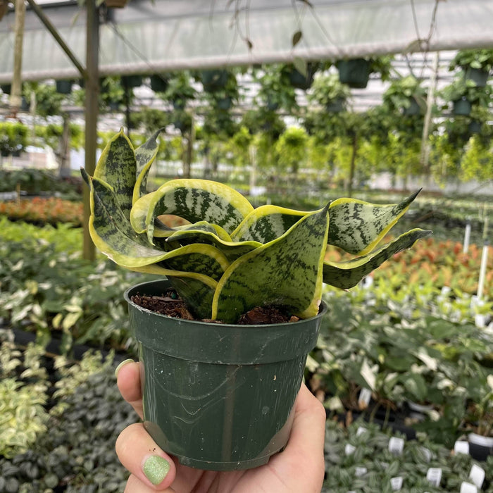 Gabriella Plants 4” Sansevieria India Hybrid #3