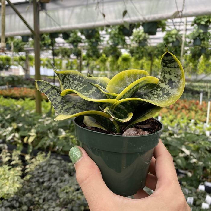 Gabriella Plants 4” Sansevieria India Hybrid #3