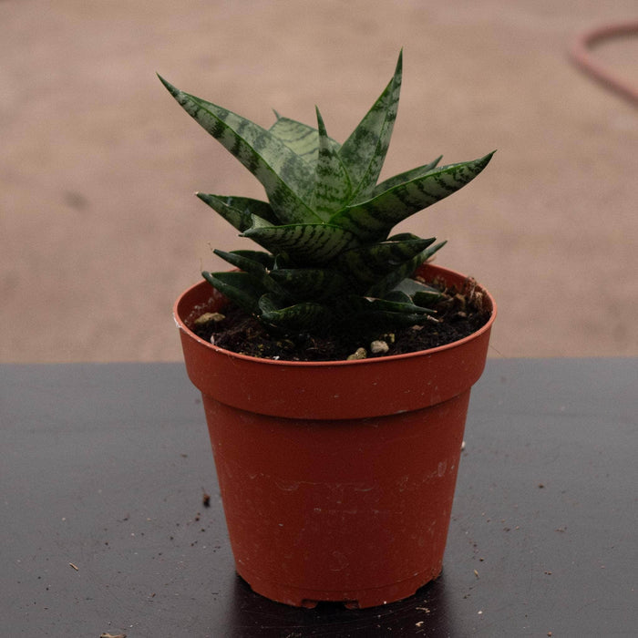 Gabriella Plants Sansevieria 4" Sansevieria 'Jade Pagoda'