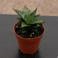 Gabriella Plants Sansevieria 4" Sansevieria 'Jade Pagoda'