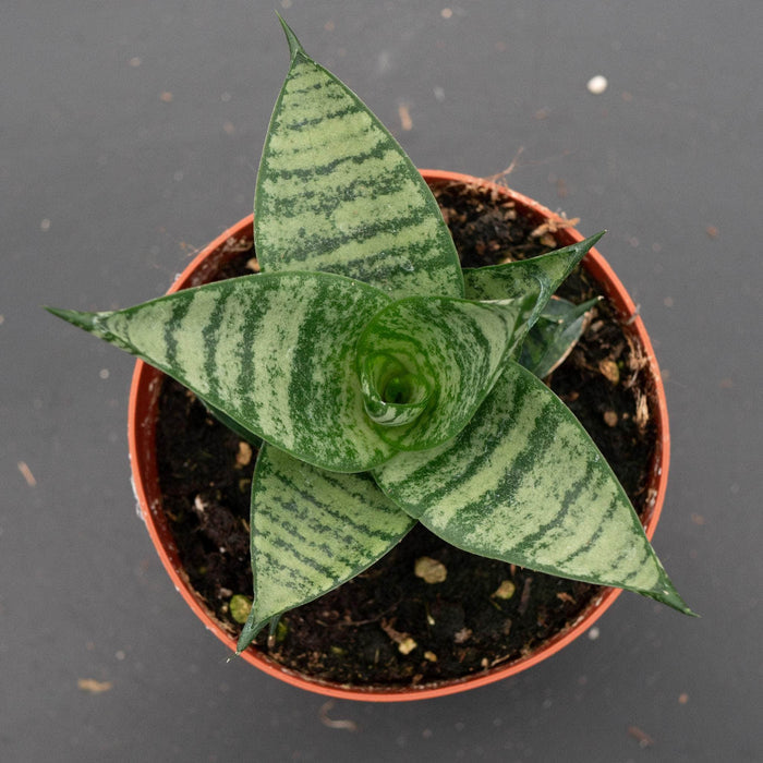 Gabriella Plants Sansevieria 4" Sansevieria 'Jade Pagoda'