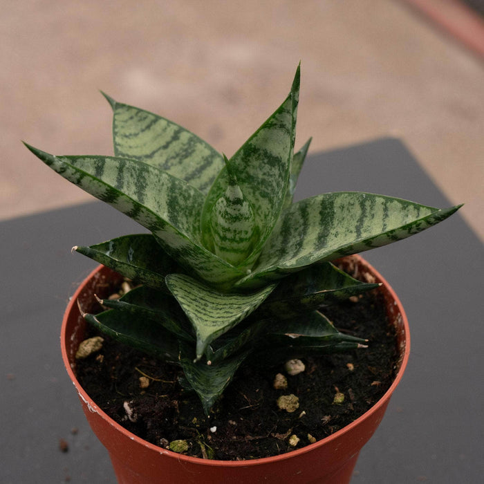 Gabriella Plants Sansevieria 4" Sansevieria 'Jade Pagoda'