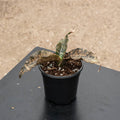 Gabriella Plants Sansevieria 4" Sansevieria kirkii ‘Coppertone’