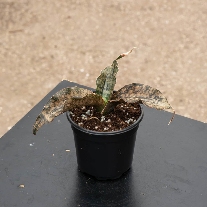 Gabriella Plants Sansevieria 4" Sansevieria kirkii ‘Coppertone’
