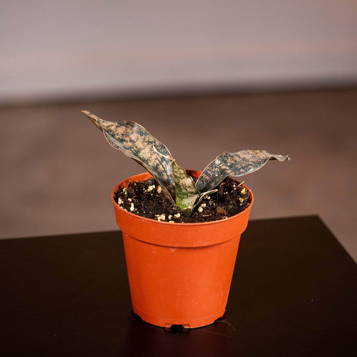 Gabriella Plants Sansevieria 4" Sansevieria kirkii ‘Coppertone’