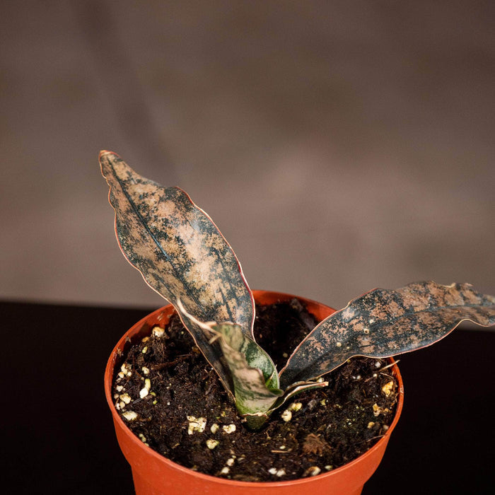 Gabriella Plants Sansevieria 4" Sansevieria kirkii ‘Coppertone’