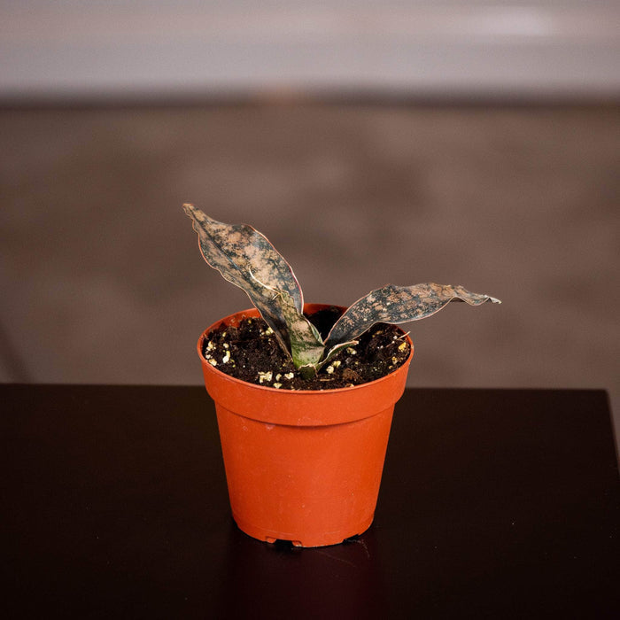 Gabriella Plants Sansevieria 4" Sansevieria kirkii ‘Coppertone’