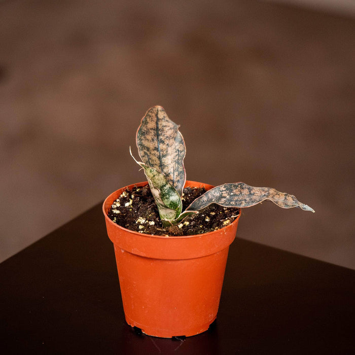 Gabriella Plants Sansevieria 4" Sansevieria kirkii ‘Coppertone’