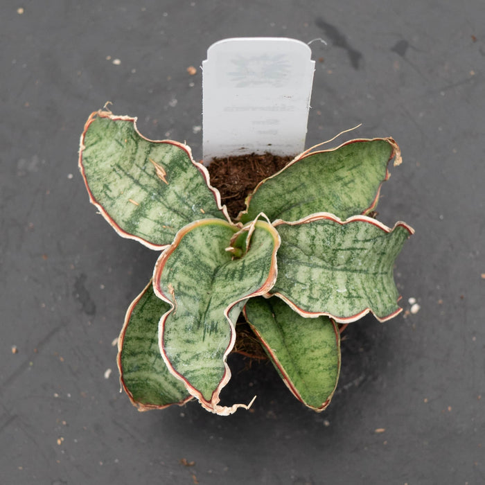Gabriella Plants Sansevieria Sansevieria kirkii ‘Silver Blue’