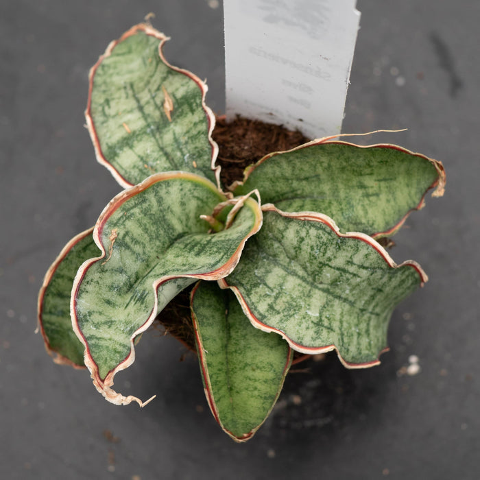 Gabriella Plants Sansevieria Sansevieria kirkii ‘Silver Blue’