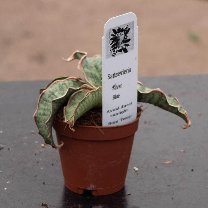 Gabriella Plants Sansevieria Sansevieria kirkii ‘Silver Blue’