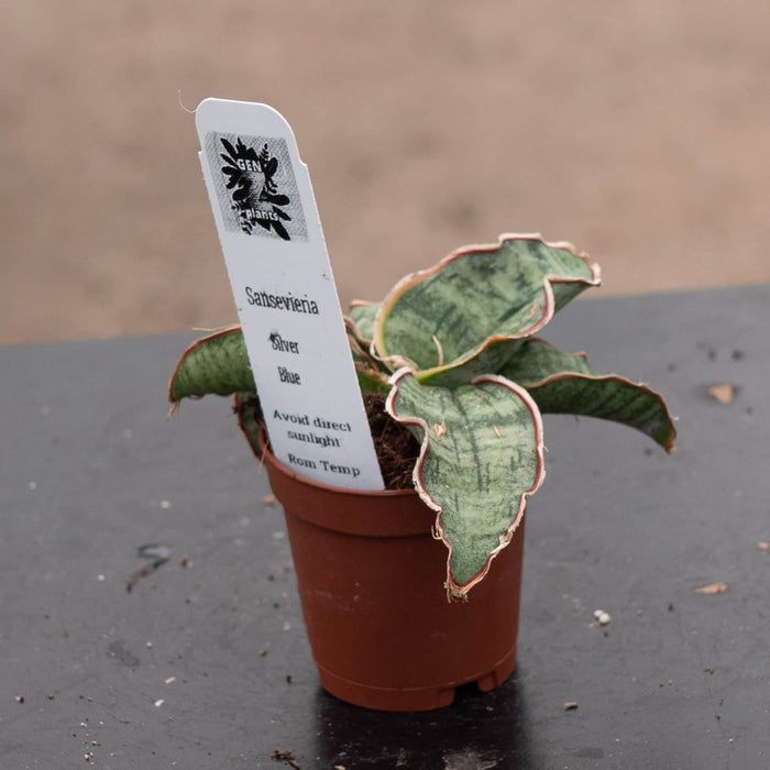 Gabriella Plants Sansevieria Sansevieria kirkii ‘Silver Blue’