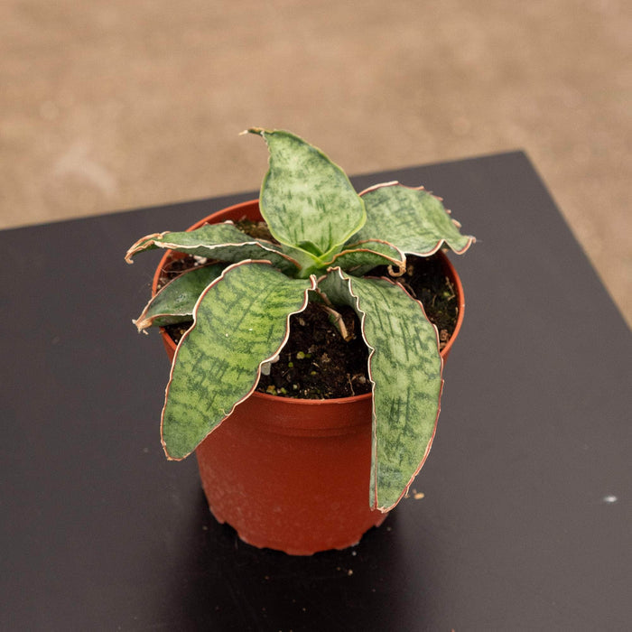 Gabriella Plants Sansevieria 4" Sansevieria kirkii ‘Silver Blue’