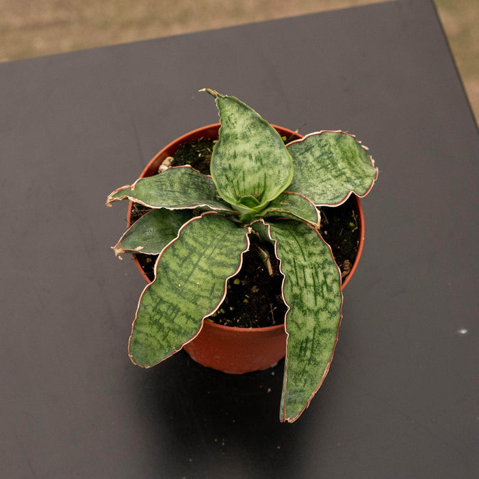 Gabriella Plants Sansevieria 4" Sansevieria kirkii ‘Silver Blue’