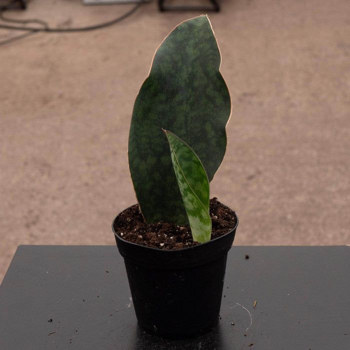 Gabriella Plants Sansevieria 4” Sansevieria masoniana "Whale Fin"