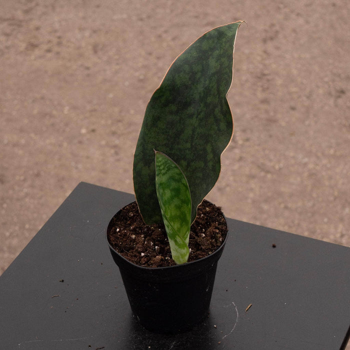 Gabriella Plants Sansevieria 4” Sansevieria masoniana "Whale Fin"