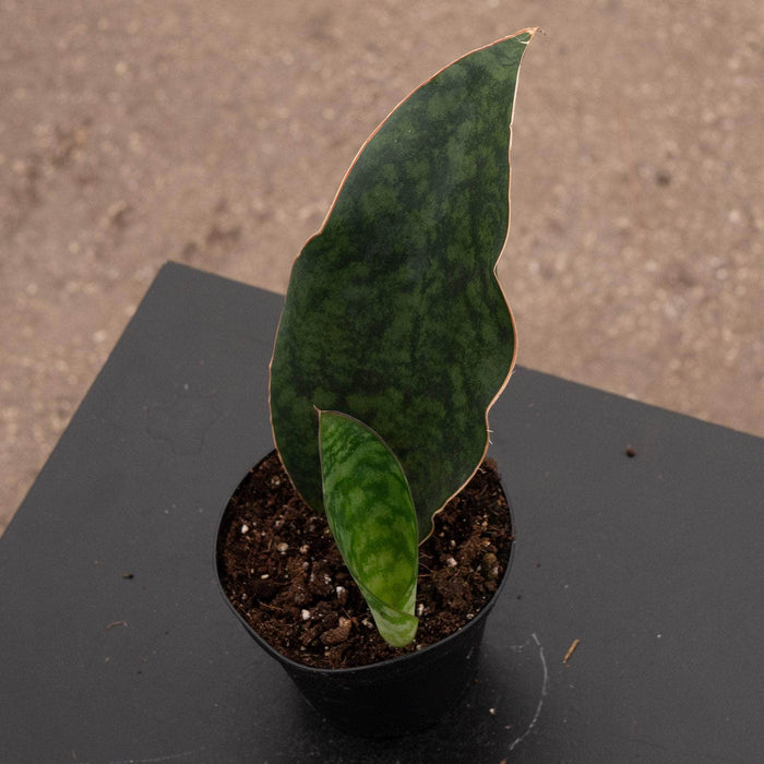 Gabriella Plants Sansevieria 4” Sansevieria masoniana "Whale Fin"