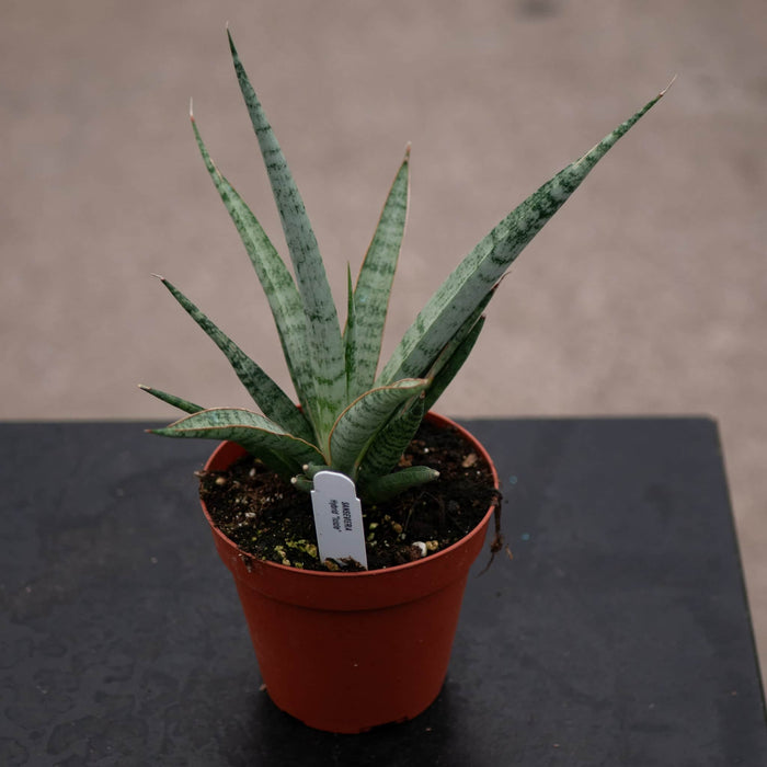 Gabriella Plants Sansevieria 4" Sansevieria ‘Mikado Icicle’