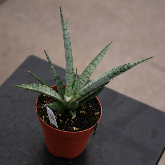 Gabriella Plants Sansevieria 4" Sansevieria ‘Mikado Icicle’
