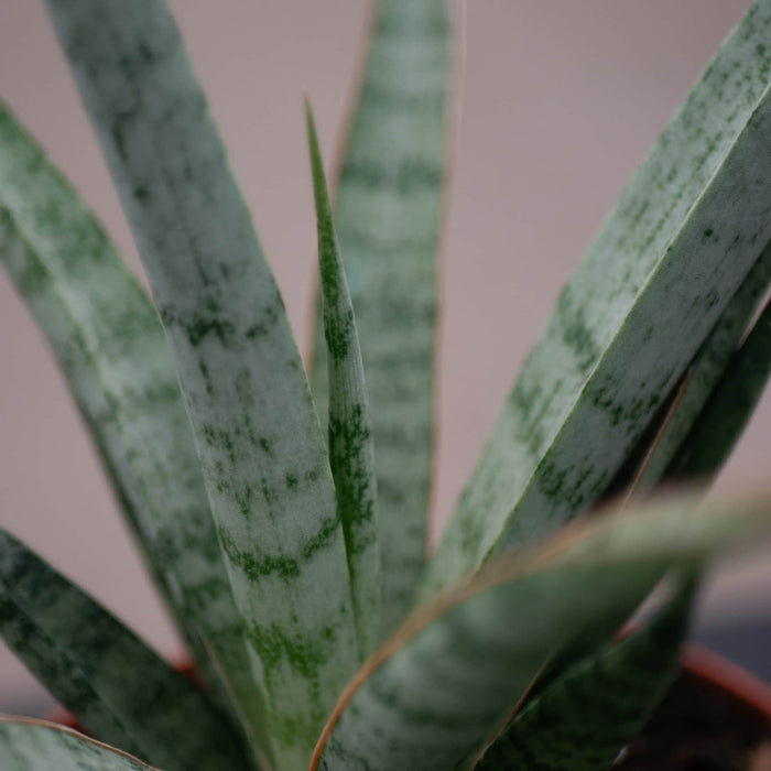 Gabriella Plants Sansevieria 4" Sansevieria ‘Mikado Icicle’