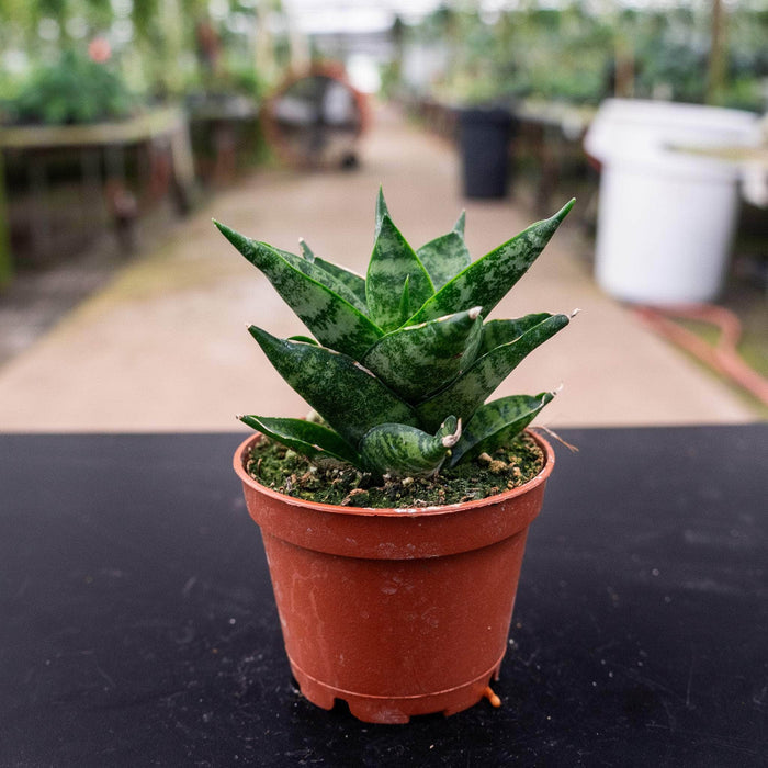 Gabriella Plants Sansevieria 2.5" Sansevieria ‘Pagoda Tower’