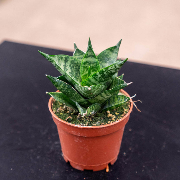 Gabriella Plants Sansevieria 2.5" Sansevieria ‘Pagoda Tower’