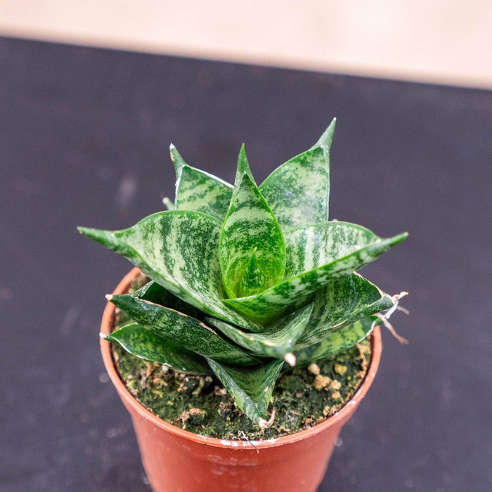 Gabriella Plants Sansevieria 2.5" Sansevieria ‘Pagoda Tower’