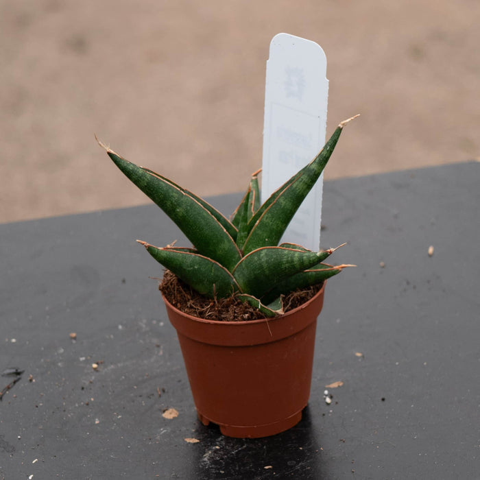 Gabriella Plants Sansevieria Hybrid 2" Sansevieria 'Prabu' Hybrid