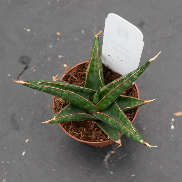 Gabriella Plants Sansevieria Hybrid 2" Sansevieria 'Prabu' Hybrid