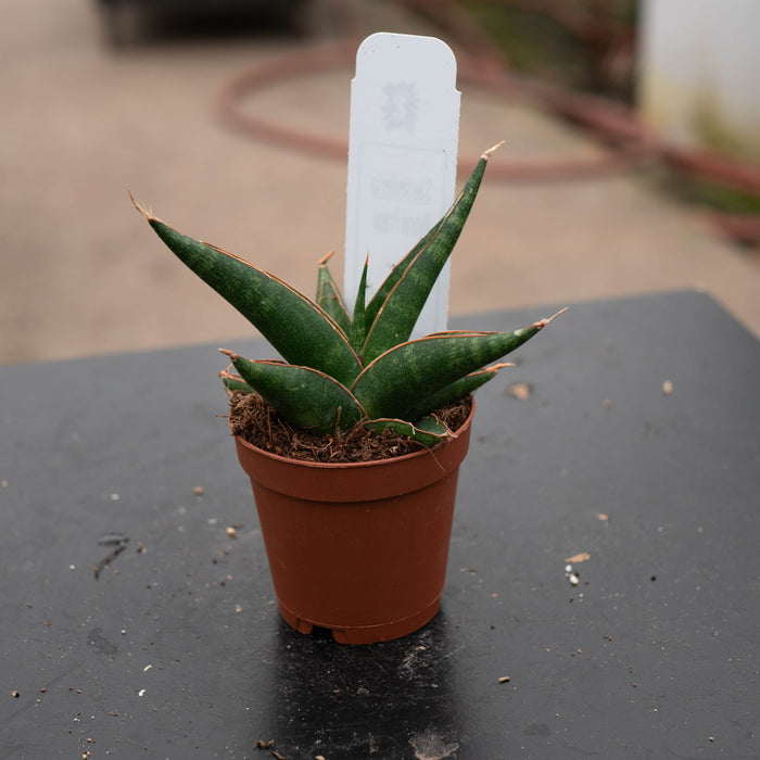 Gabriella Plants Sansevieria Hybrid 2" Sansevieria 'Prabu' Hybrid