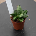 Gabriella Plants Sansevieria Hybrid 2" Sansevieria 'Pyramid'