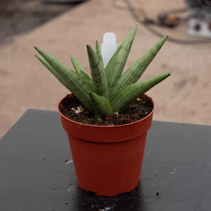 Gabriella Plants Sansevieria 4" Sansevieria 'Silver Crown'