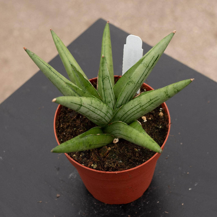 Gabriella Plants Sansevieria 4" Sansevieria 'Silver Crown'