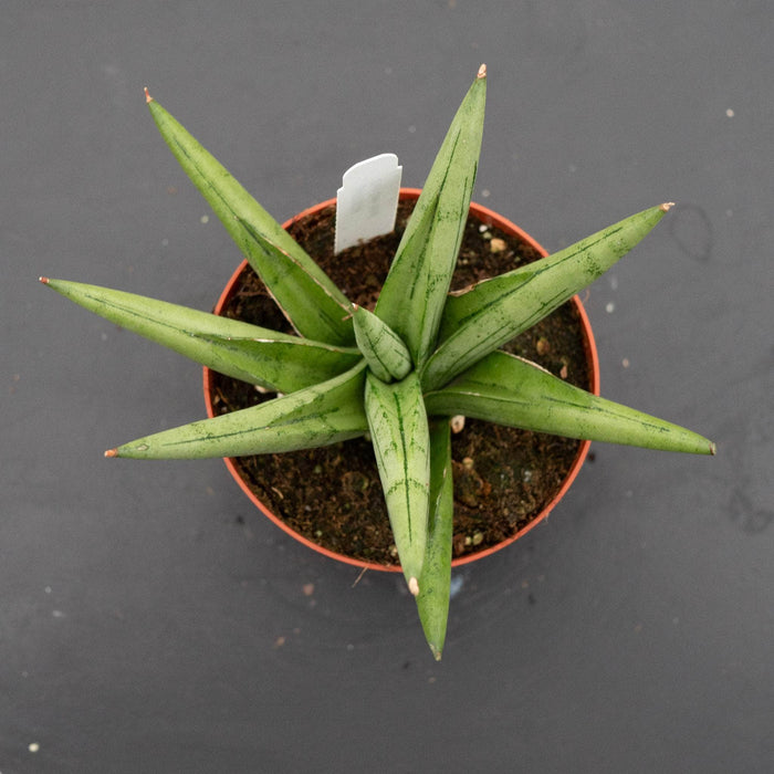 Gabriella Plants Sansevieria 4" Sansevieria 'Silver Crown'