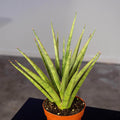 Gabriella Plants Sansevieria 4" Sansevieria 'Silver Nymph'