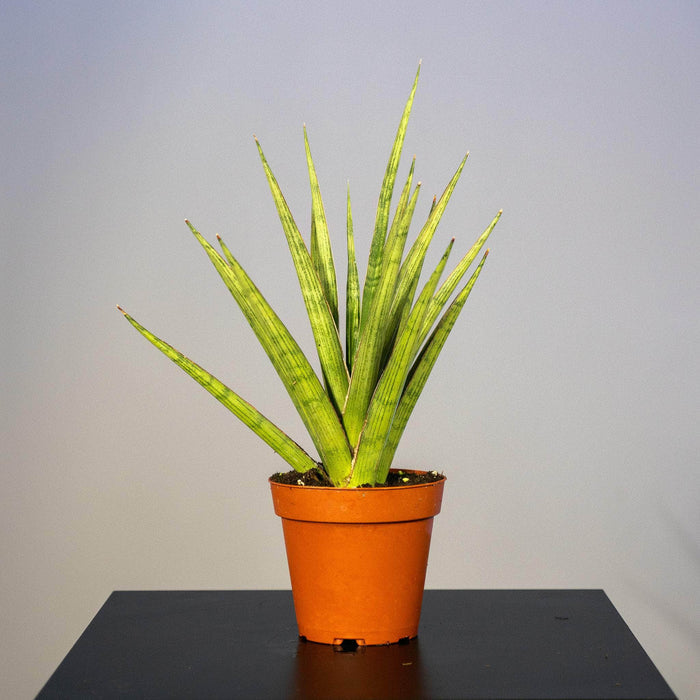 Gabriella Plants Sansevieria 4" Sansevieria 'Silver Nymph'