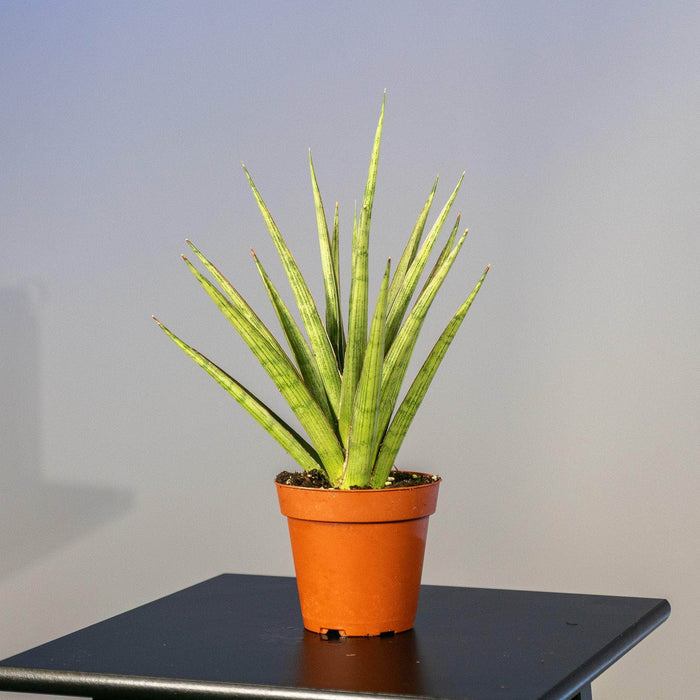Gabriella Plants Sansevieria 4" Sansevieria 'Silver Nymph'